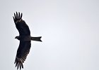 Zwarte wouw (oostelijk) (black-eared kite) Milvus migrans lineatus  - Hustai Nuruu 09-08-2016 (9)